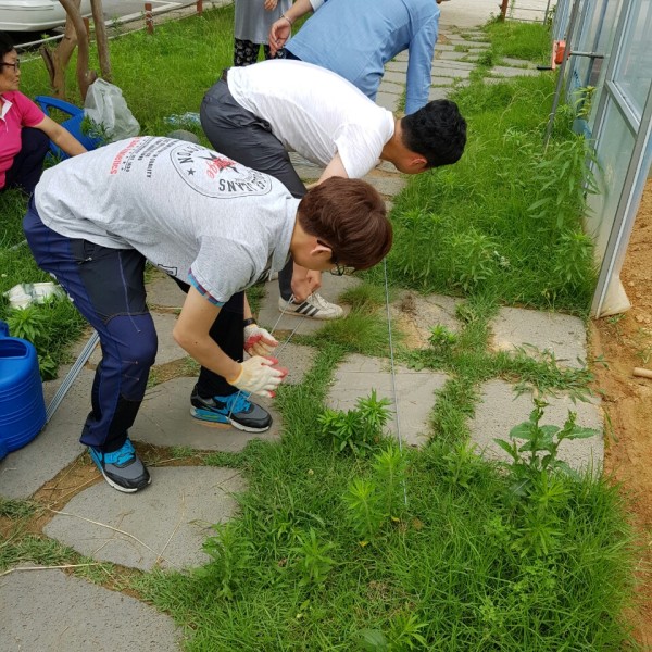 이미지 새창으로 크게보기 첨부 이미지 4-밤실마을 싱싱하우스 두루동 채소(열무, 청경채, 상추) 파종